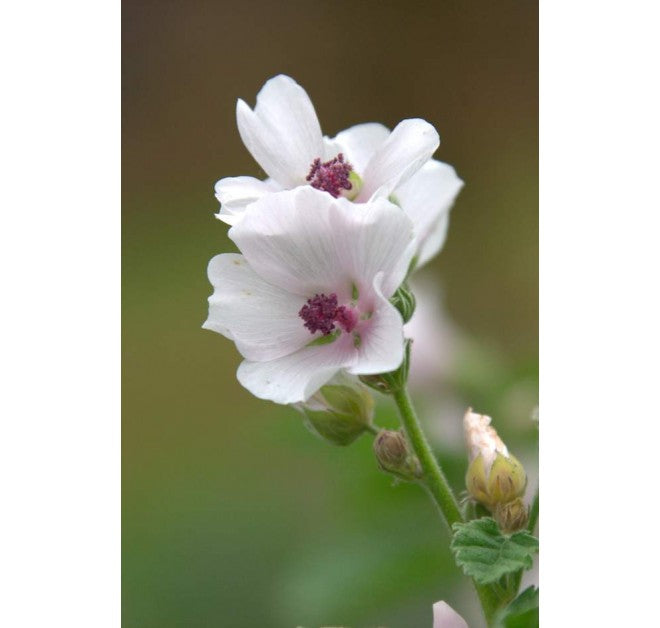 Quince Day Cream 30ml (PRE-ORDER)