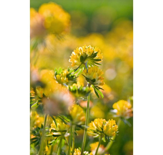 Soothing Intensive Treatment 40ml (PRE-ORDER)