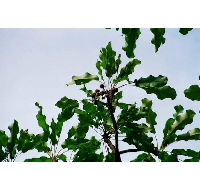 Quince Day Cream 30ml (PRE-ORDER)