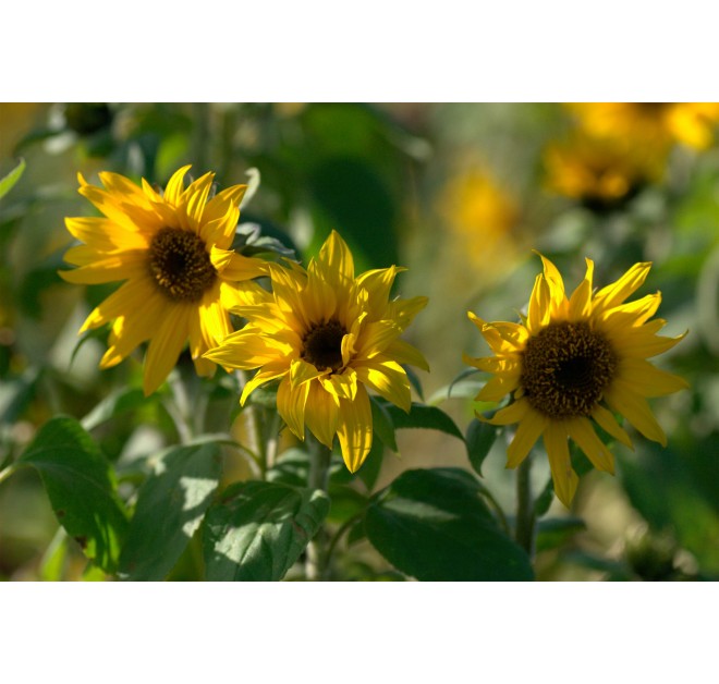 Ice Plant Face Cream 40ml