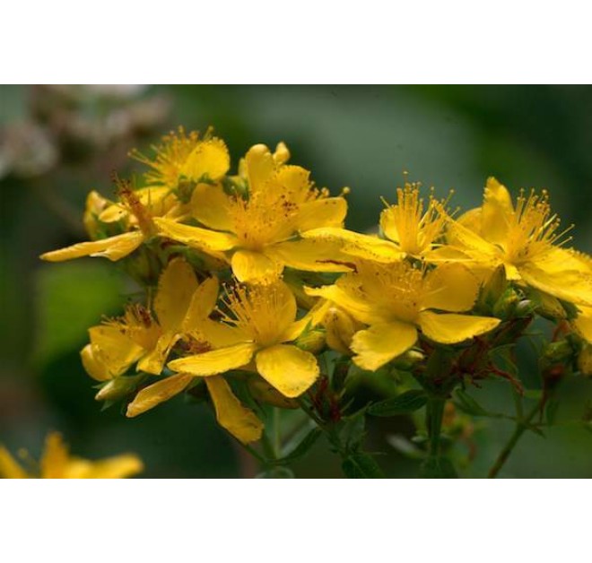 Dr. Hauschka Rose Day Cream 30ml