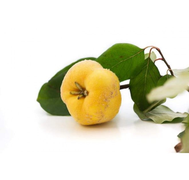 Quince Day Cream 30ml (PRE-ORDER)