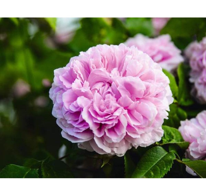 Lipstick 07 Orpine 4.1g