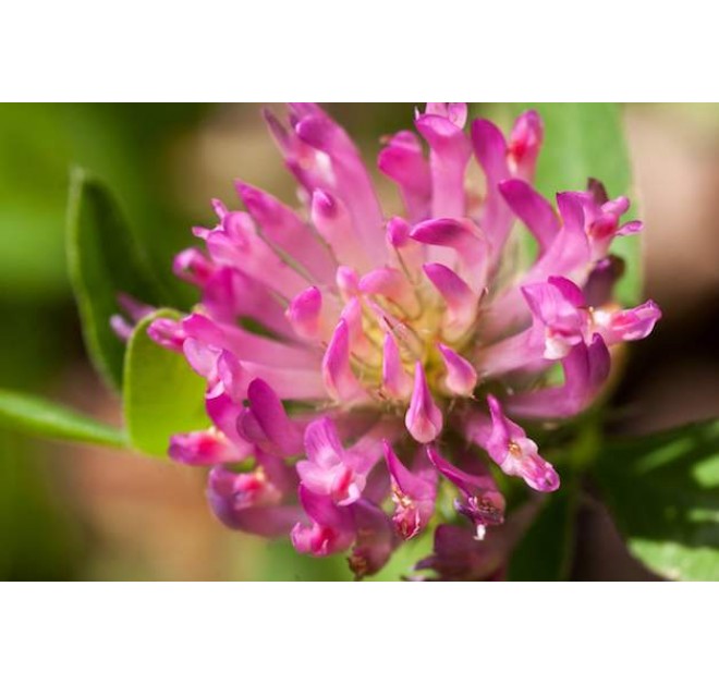 Regenerating Serum 30ml