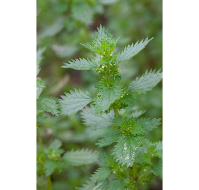 Soothing Intensive Treatment 40ml (PRE-ORDER)