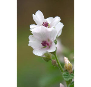 Rose Day Cream Light 30ml - Spring Collection