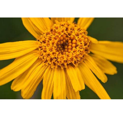 Birch Arnica Energising Body Oil  (PRE-ORDER)
