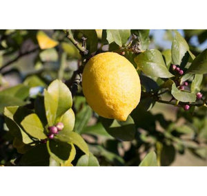 Lemon Lemongrass Vitalising Body Milk 145ml