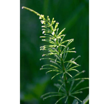 Lavender Sandalwood Calming Body Cream 30ml