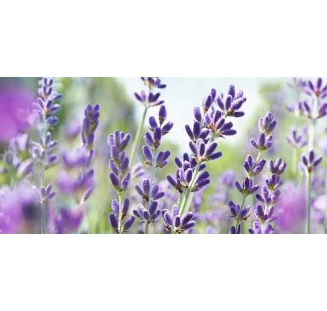 Lavender Sandalwood Calming Body Cream 50ml LIMITED EDITION