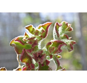 Ice Plant Hand Cream 50ml
